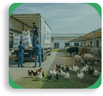 صورة الخدمة